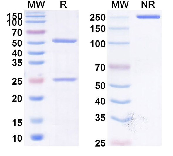 Human CD47/MER6 (SRF231) Antibody - SDS-PAGE