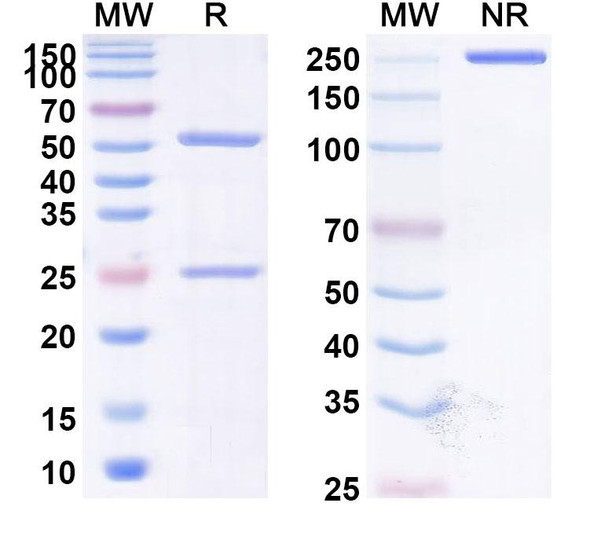 Human CD47/MER6 (HMBD-004B) Antibody - SDS-PAGE