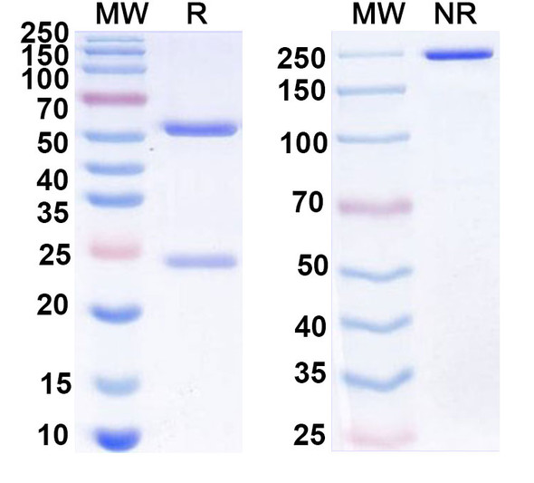 Human CD47/MER6 (IMC-002) Antibody - SDS-PAGE