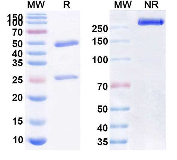Human CD47/MER6 (STI-6643) Antibody - SDS-PAGE