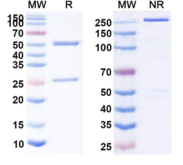Human CD47/MER6 (SG404) Antibody - SDS-PAGE
