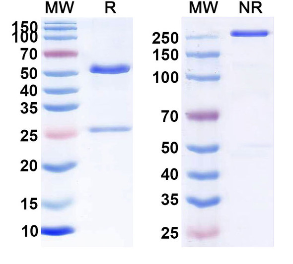 Human CD47/MER6 (RTX-CD47) Antibody - SDS-PAGE