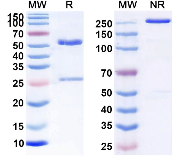 Human CD47/MER6 (ZL-1201) Antibody - SDS-PAGE