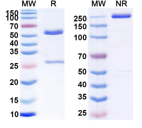 Human CD5 (MT 101) Antibody - SDS-PAGE