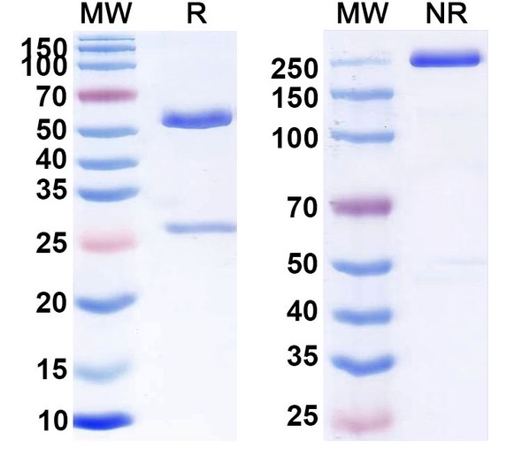 Human CD52 (ALLO-647) Antibody - SDS-PAGE