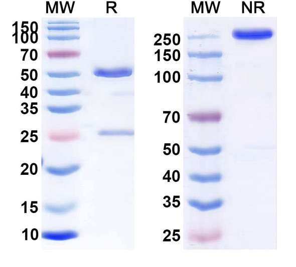 Human CD70 (BMS936561) Antibody (ADC, Payload-Free) - SDS-PAGE