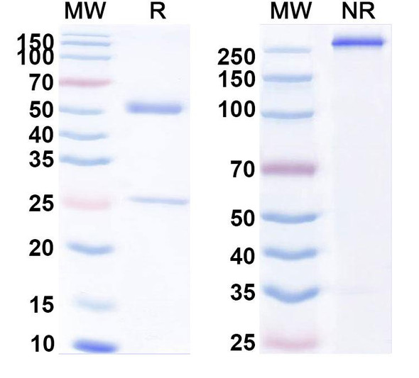 Human CD86/B7-2 (INA02) Antibody - SDS-PAGE