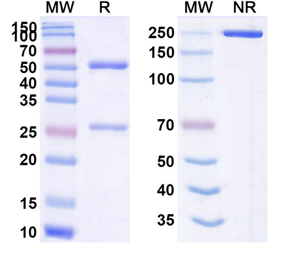 Human CD66e/CEA/CEACAM5 (Kab201) Antibody - SDS-PAGE