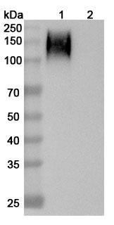 Human CD66e/CEA/CEACAM5 (SGM 101) Antibody - WB