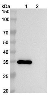 Human CD66c/CEACAM6 (NOV1803) Antibody - WB
