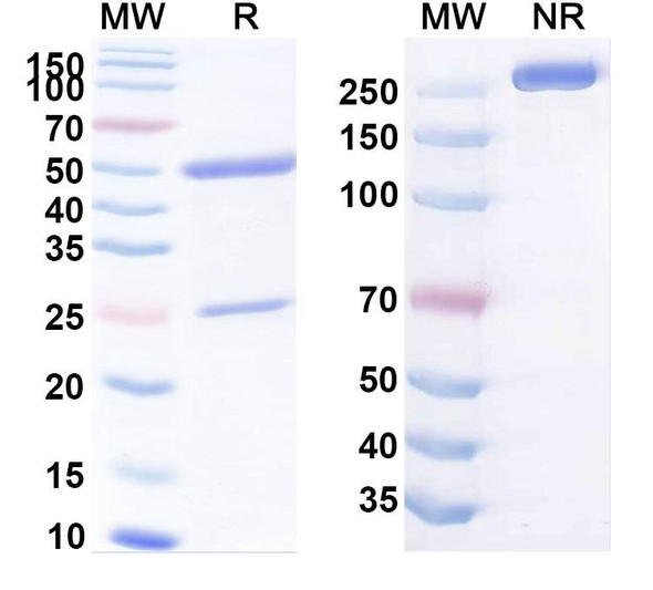 Human CD66c/CEACAM6 (NEO-201) Antibody - SDS-PAGE