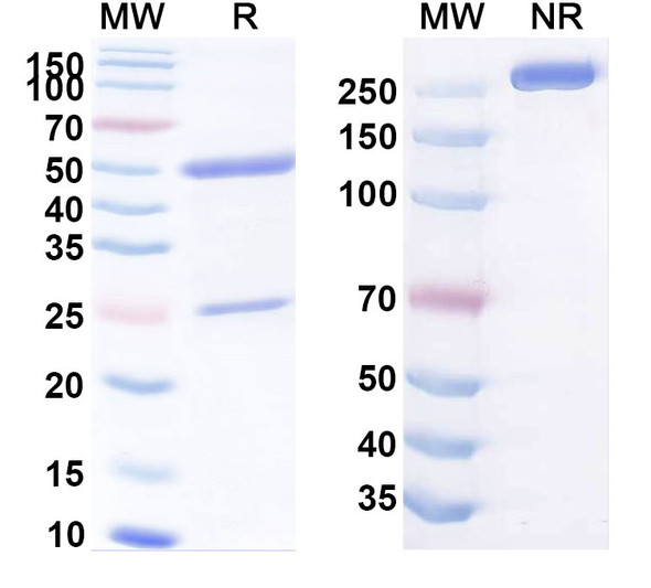 Human CFR-1/GLG1 (PAT-PA1) Antibody - SDS-PAGE