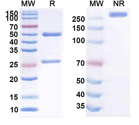 Human CLDN1 (ALE.F02) Antibody - SDS-PAGE
