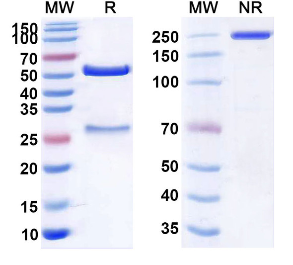 Human CLDN18.2 (TST001) Antibody - SDS-PAGE