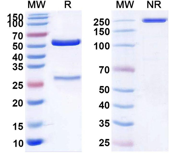 Human CLDN6 (IMAB-027) Antibody - SDS-PAGE