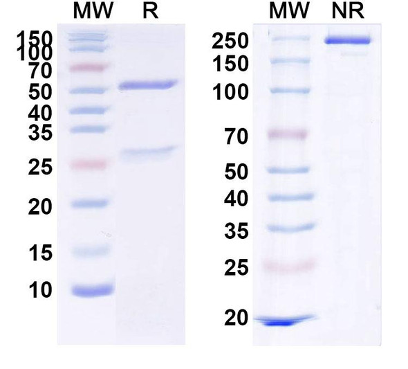 Human MET/c-Met/HGFR (Sym-015) Antibody - SDS-PAGE