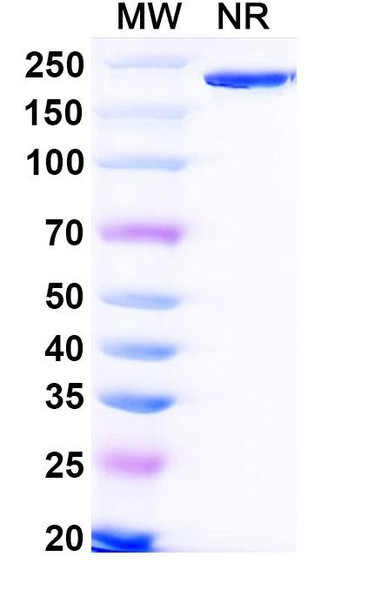 Bifikafusp Alfa (Research-Grade) - SDS-PAGE