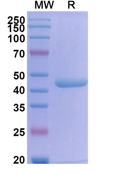 Bifikafusp Alfa (Research-Grade) - SDS-PAGE
