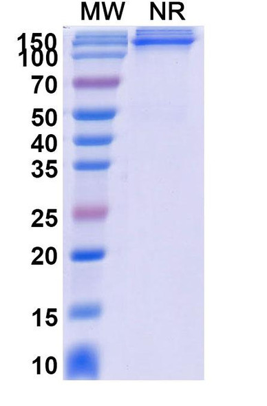 Acazicolcept (Research-Grade) - SDS-PAGE