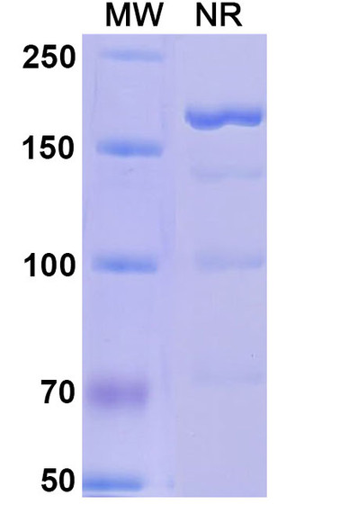 Alefacept (Research-Grade) - SDS-PAGE