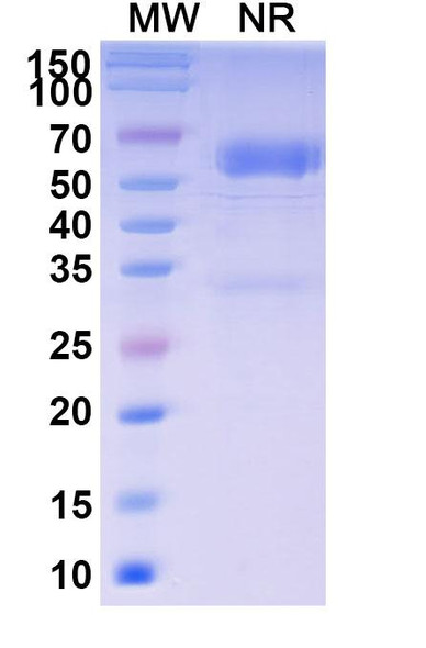 Baminercept Alfa (Research-Grade) - SDS-PAGE