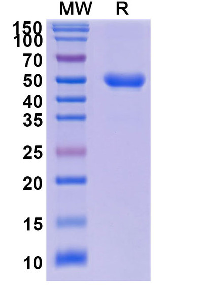 Dalantercept (Research-Grade) - SDS-PAGE