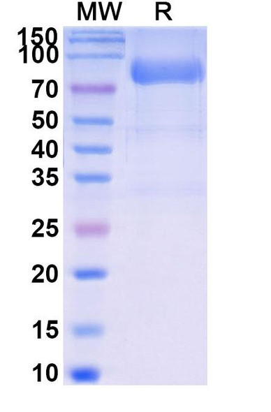 Efdamrofusp Alfa (Research-Grade) - SDS-PAGE