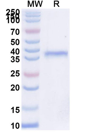 Inbakicept (Research-Grade) - SDS-PAGE