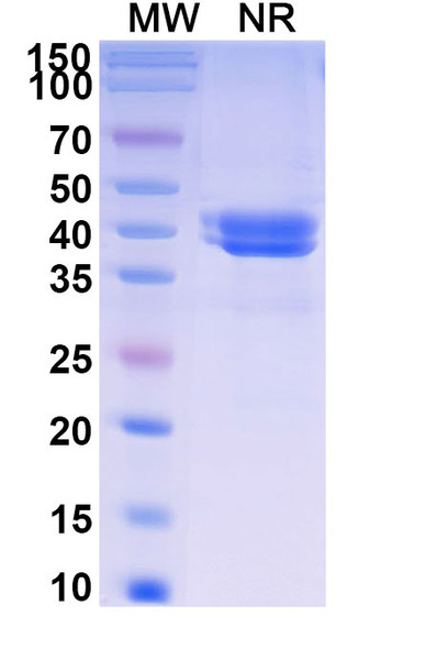 Ontorpacept (Research-Grade) - SDS-PAGE