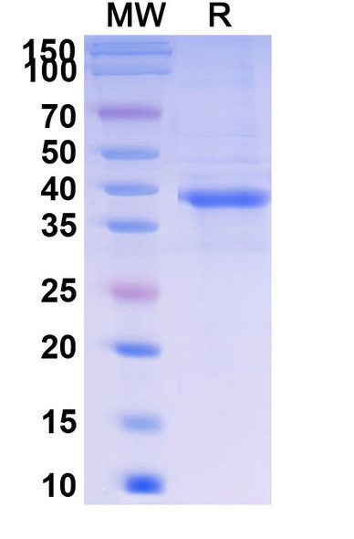Telitacicept (Research-Grade) - SDS-PAGE