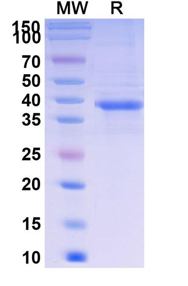 Telitacicept (Research-Grade) - SDS-PAGE
