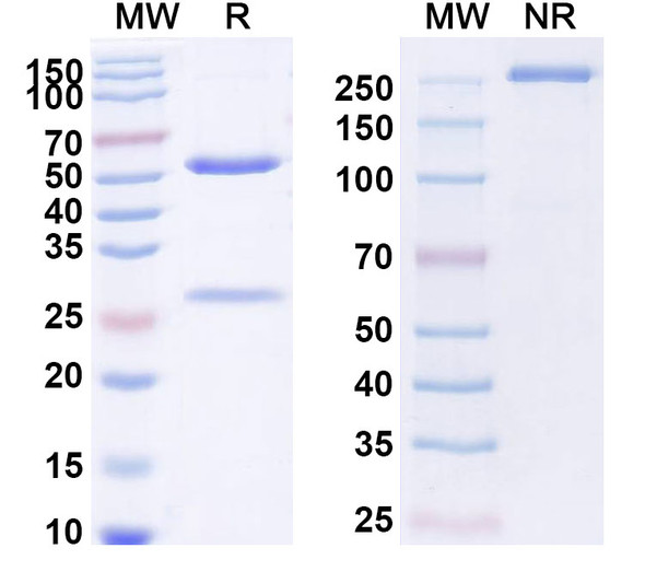 Human CX43/GJA1 (ALMB-0168) Antibody - SDS-PAGE