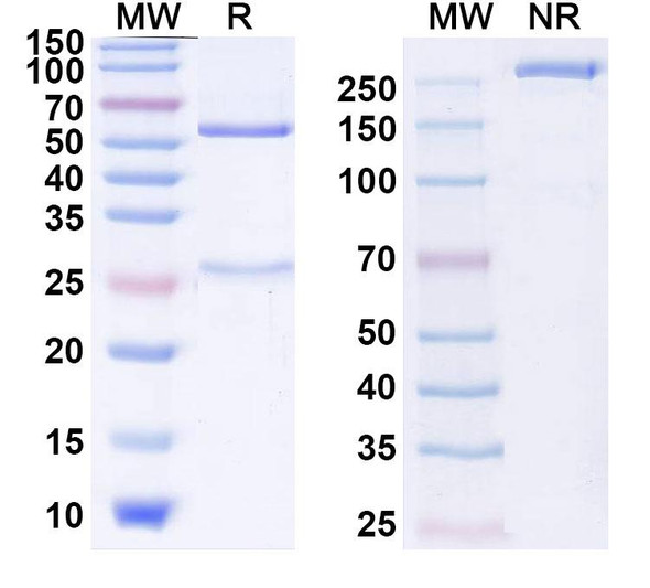 Human CD152/CTLA4 (BAT 4706) Antibody - SDS-PAGE