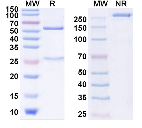 Human CD152/CTLA4 (BMS-986218) Antibody - SDS-PAGE
