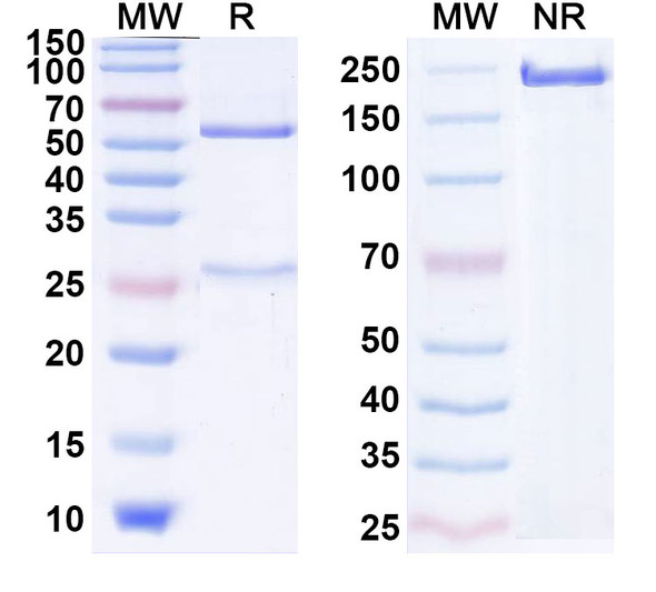 Human CD152/CTLA4 (XTX101) Antibody - SDS-PAGE
