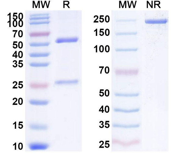 Human CXCL10/IP-10 (NI-0801) Antibody - SDS-PAGE