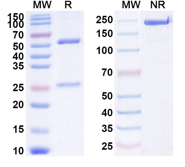 Human CD184/CXCR4 (AT009) Antibody - SDS-PAGE