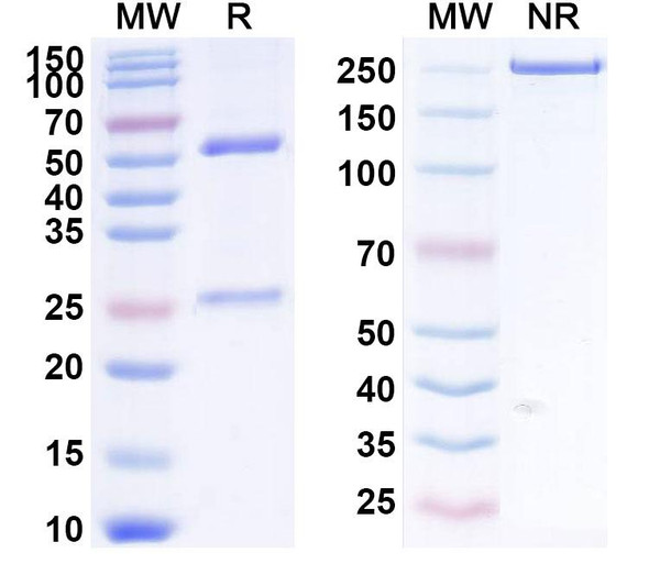 Human CD205/LY75/DEC-205 (CDX-1401) Antibody - SDS-PAGE