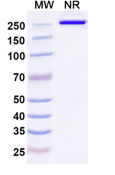 Human DLK1 (ADCT-701) Antibody (ADC, Payload-Free) - SDS-PAGE