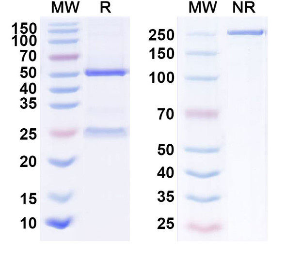 Human DLK1 (CBA-1205) Antibody - SDS-PAGE