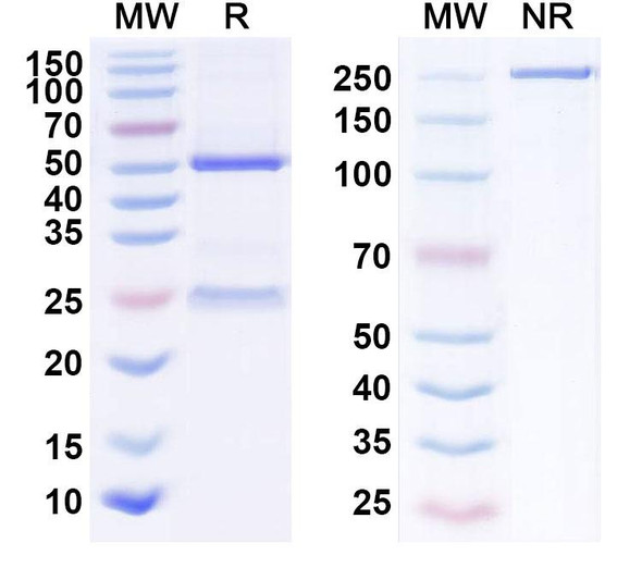 Human DLL3 (AMG 119) Antibody - SDS-PAGE