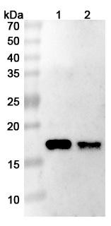 Human CD262/TNFRSF10B/TRAIL-R2/DR5 (TAS266) Antibody - WB