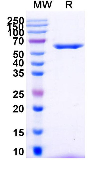 Human CD262/TNFRSF10B/TRAIL-R2/DR5 (TAS266) Antibody - SDS-PAGE