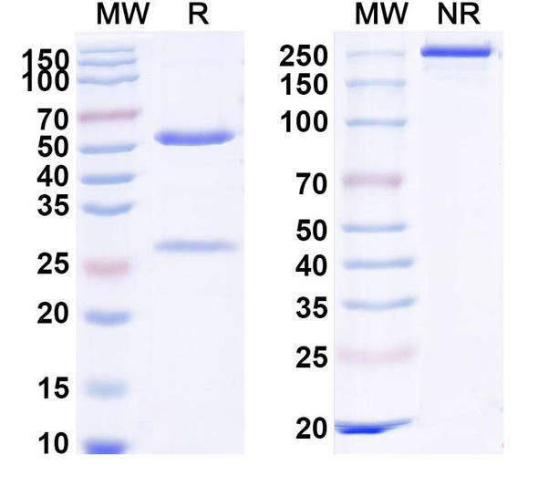 Human CD262/TNFRSF10B/TRAIL-R2/DR5 (INBRX-109) Antibody - SDS-PAGE