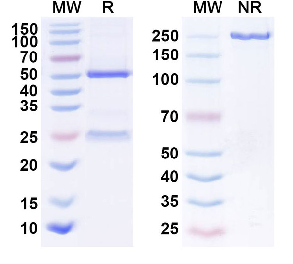 Anti-ZEBOV GP/Glycoprotein (Zmapp) Antibody - SDS-PAGE