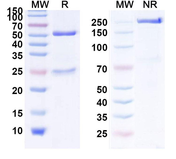 Human EGFR/ERBB1/HER1 (MM-151) Antibody - SDS-PAGE
