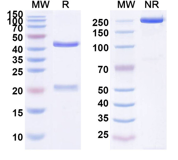 Human EGFR/ERBB1/HER1 (SYN-004) Antibody - SDS-PAGE