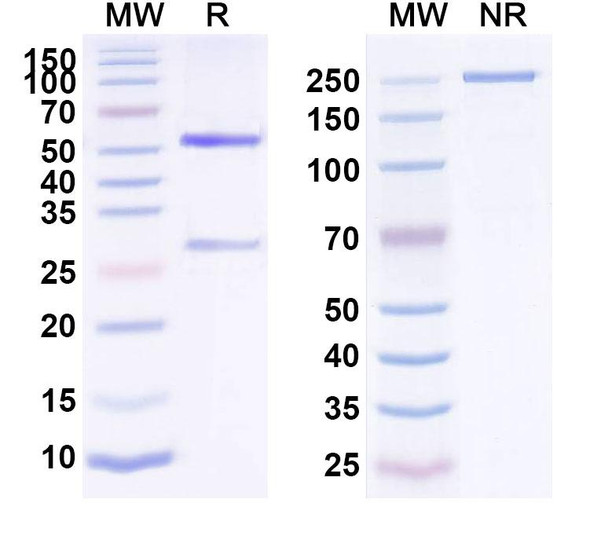 Human CD326/EPCAM (AFM20) Antibody - SDS-PAGE