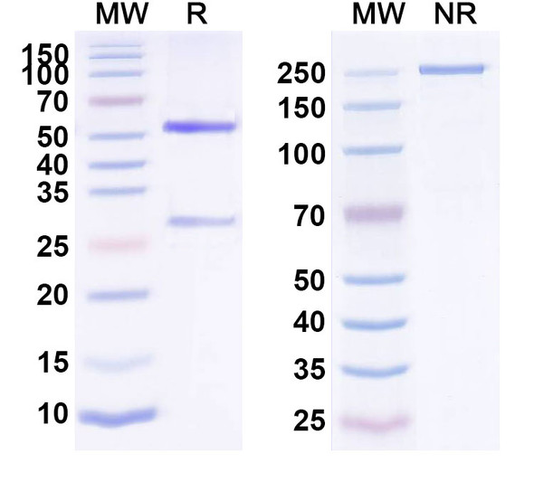 Human CD326/EPCAM (AT003) Antibody - SDS-PAGE