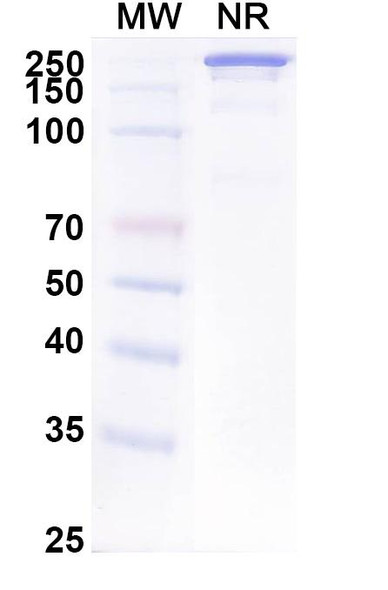 Human CD326/EPCAM (ING-1) Antibody - SDS-PAGE